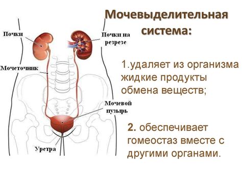 Дезорганизация мочевой системы