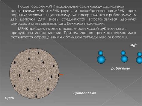 Действующие силы между азотистыми основаниями