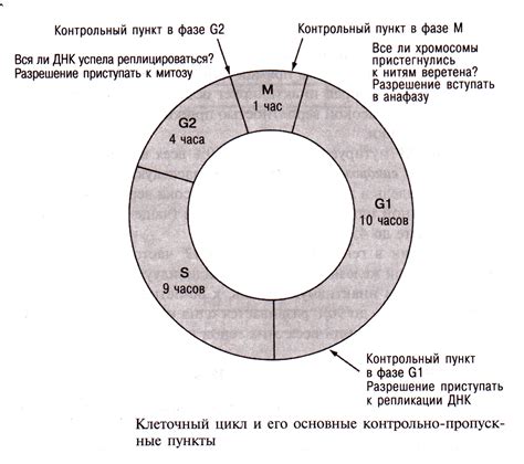 Декабрист: символ вечного жизненного цикла