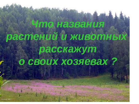 Демонстрация навыков и забота о своих хозяевах