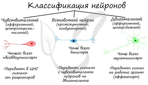 Демонстрация роли вставочных нейронов в реакции на раздражение