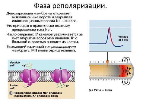 Деполяризация сарколеммы и концентрация Ca2+