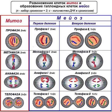 Детали мейоза: смена вида клетки и расставление хромосом