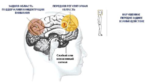 Дефицит внимания и новизна