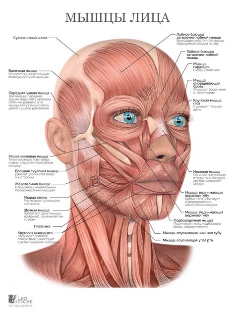Деформация мышц лица