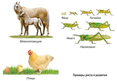 Динамическое развитие организмов и их выживаемость