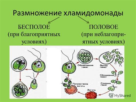 Диссонанс в половом размножении