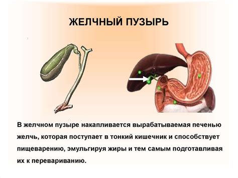 Дисфункция пищеварительной системы и запах после удаления желчного пузыря