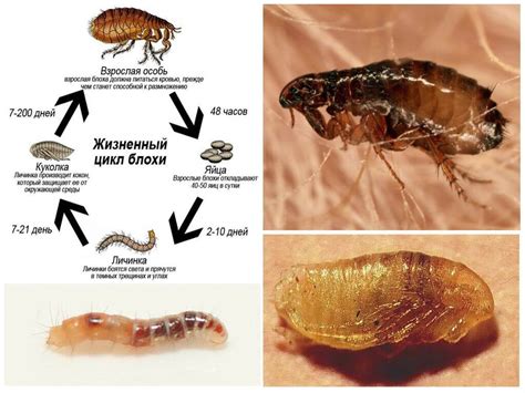 Длительность вылупления яиц у блох