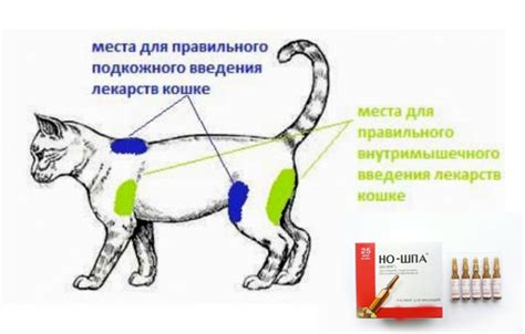 Длительность действия "но-шпы" на котов