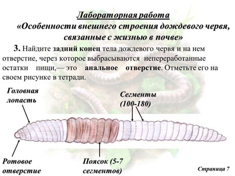 Дождевой червь и его уникальная кровеносная система