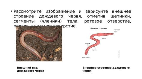 Дождевые черви и передвижение питательных веществ почвы