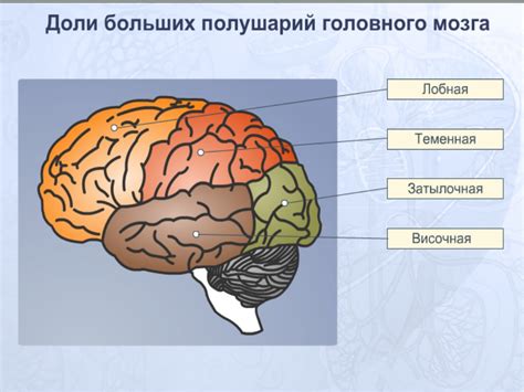 Доля воды в головном мозге