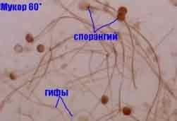 Домашние условия размножения гриба мукор