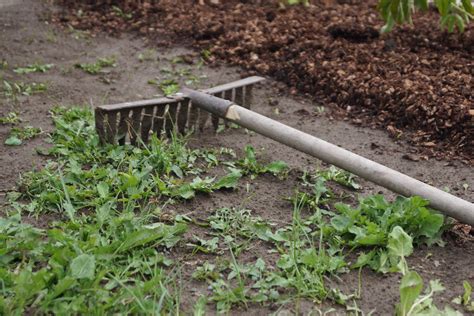 Дополнительные полезные свойства соли для борьбы с сорняками