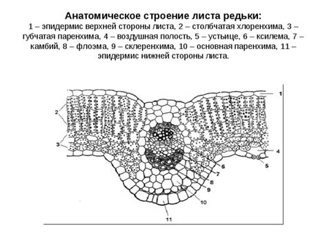 Другое анатомическое строение