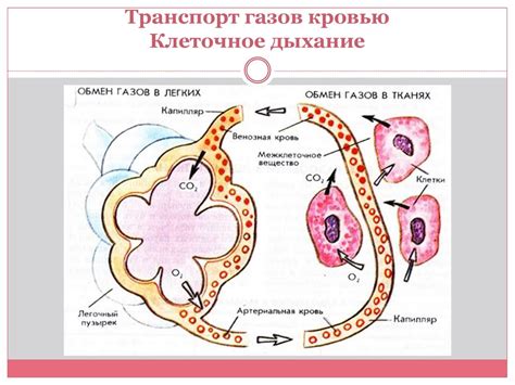 Дыхание и обмен газами