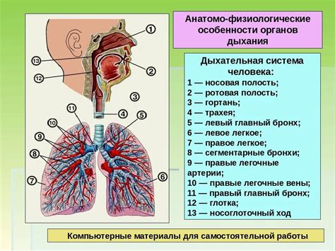 Дыхательная система: строение и функциональные особенности