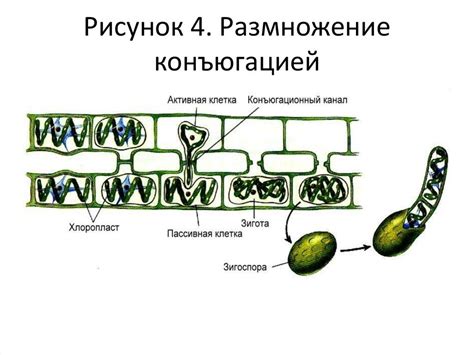 Есть ли у спирогиры семена?