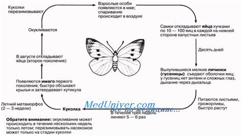 Жизненные циклы мух