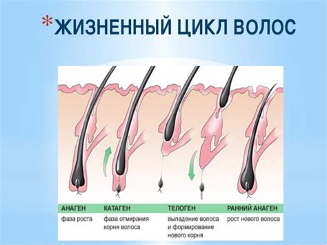 Жизненный цикл волос