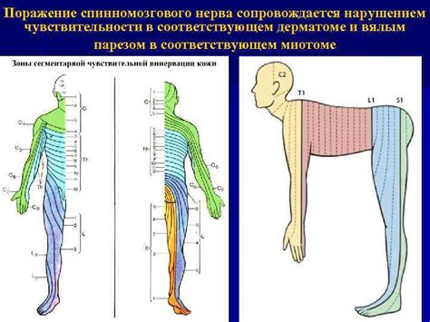 Заболевания периферической нервной системы