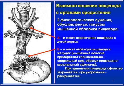 Заболевания пищевода