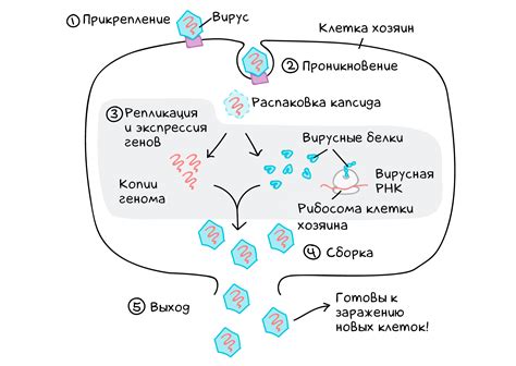 Завершение жизненного цикла вируса внутри клетки