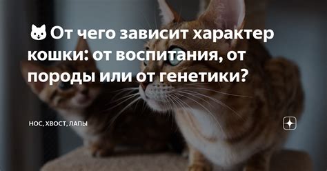 Зависимость характера кошки от воспитания и окружения