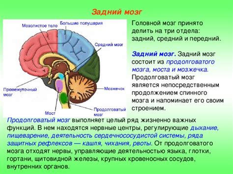 Загрузка мозга и расслабление гортани