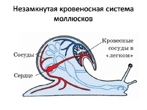 Замкнутая кровеносная система в эволюции организмов: механизмы и прогрессивность