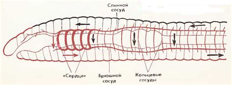 Замкнутая кровеносная система и эффективность обмена веществ у дождевого червя
