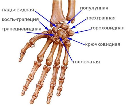 Запястные кости и их названия