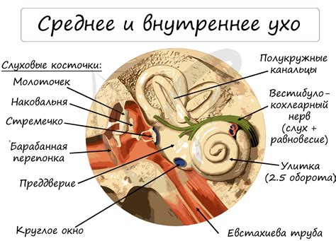 Зачем органу побега нужна сложность?