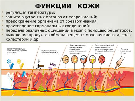 Защита организма от обезвоживания