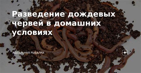 Защитная стратегия дождевых червей при неблагоприятных условиях