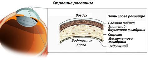 Защитный слой роговицы