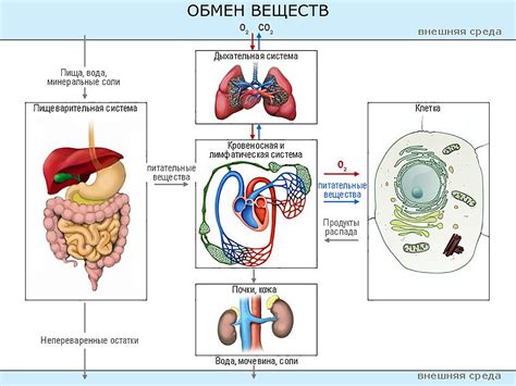 Здоровые кишечник и обмен веществ