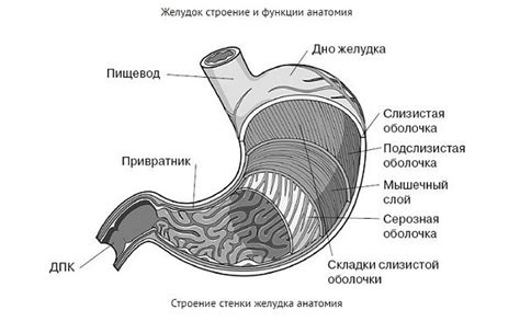 Здоровый образ жизни и лечение болей от бедра до пятки