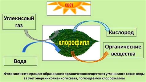 Зеленый лист - главный орган воздушного питания