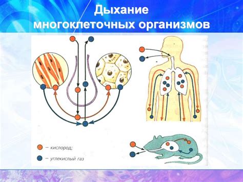 Значение дыхания для экосистем