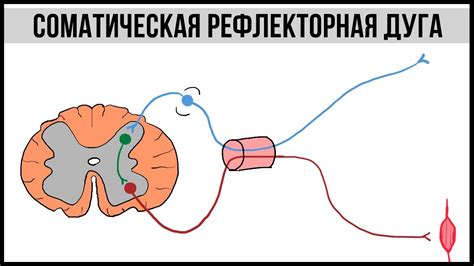 Значение изучения влияния вставочных нейронов на время рефлекса