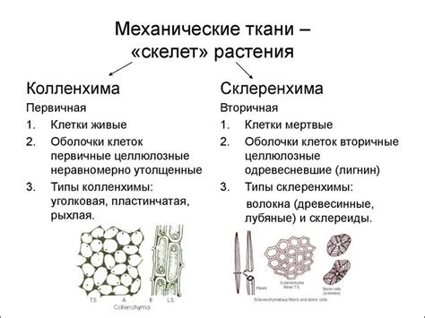 Значение изучения механической ткани у водных растений