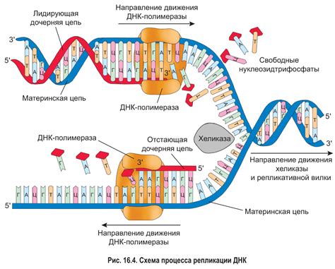 Значение исследований репликации ДНК для медицины и биотехнологии