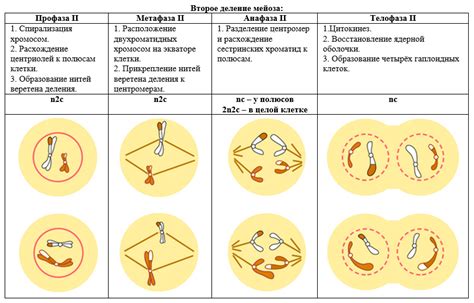 Значение исследования мейоза