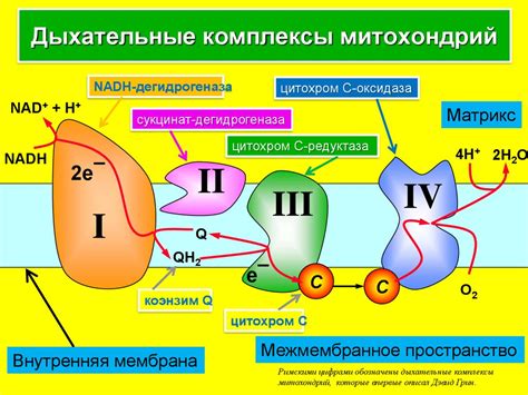 Значение и нарушения работы митохондрий для организма