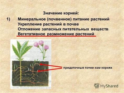 Значение корней древесных растений: фиксация питательных веществ