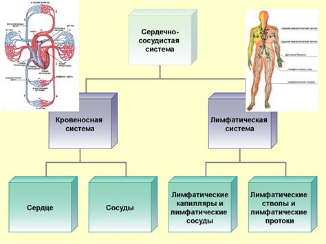 Значение кровеносной системы