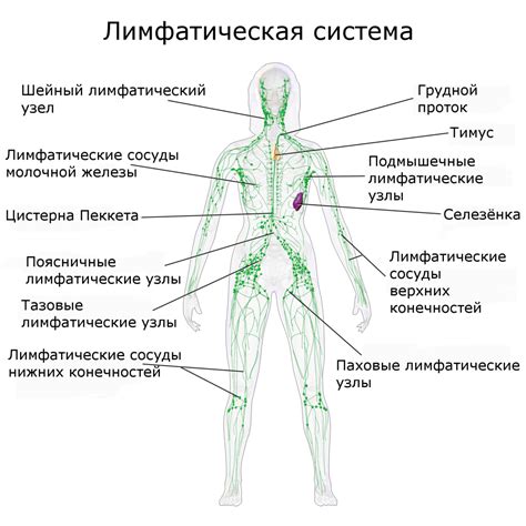 Значение лимфатической системы в ослаблении отеков