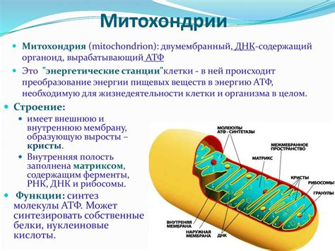 Значение митохондрий для обновления клеток в организме